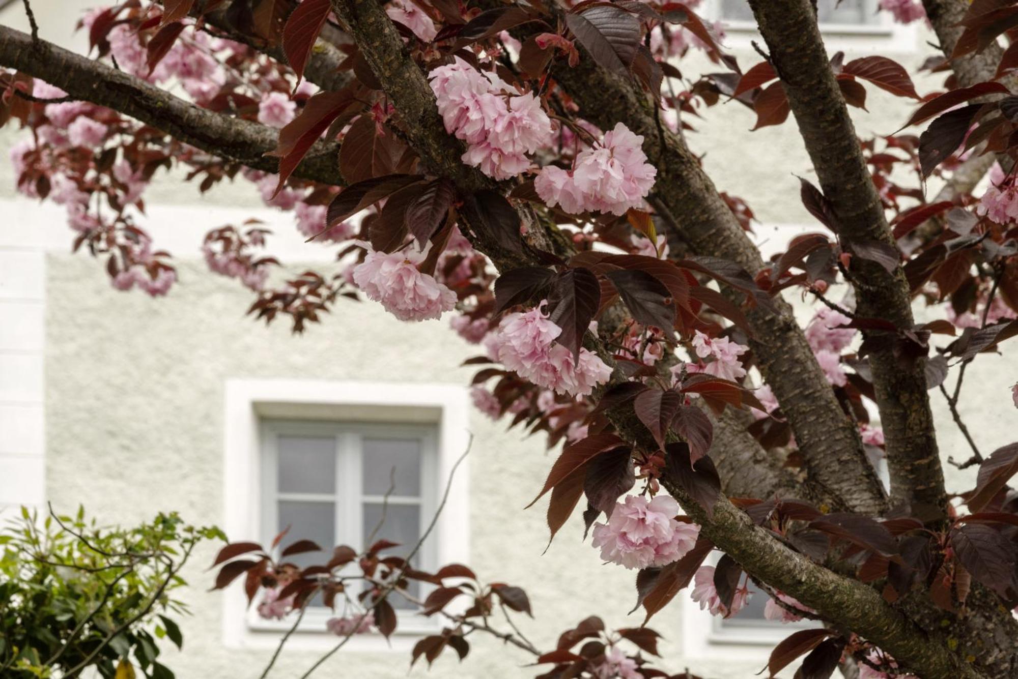 Puenlandhof Apartment Brunico Luaran gambar